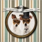 Jack Russell Wedding - For better or Worse