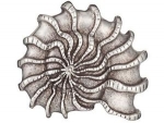 Schnalle Ammonit
